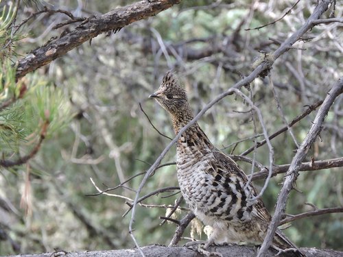 Grouse 2015 reduced HT.jpg Grouse 2015 reduced HT.jpg