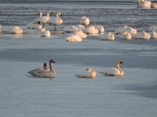 Swans 2015 reduced HT.jpg Swans 2015 reduced HT.jpg