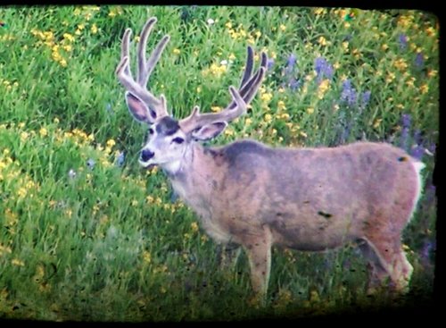 Old Man2.jpg Old Man2.jpg