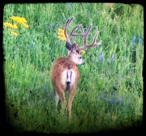 IMG_20150725_195657593_HDR.jpg IMG_20150725_195657593_HDR.jpg