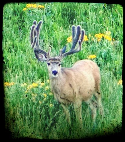 Heavy D.jpg Heavy D.jpg