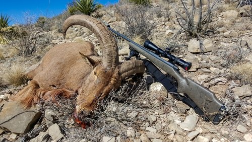 Ram2.jpg Ram2.jpg