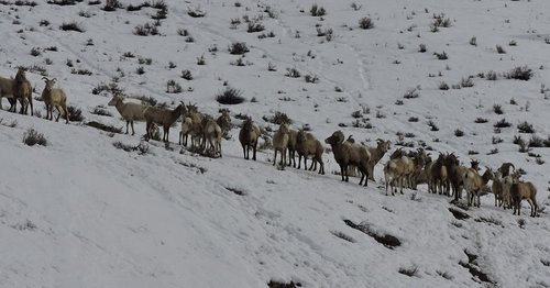 Bighorn herd 2016 reduced.jpg