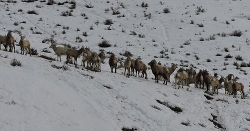 Bighorn herd 2016 reduced.jpg Bighorn herd 2016 reduced.jpg