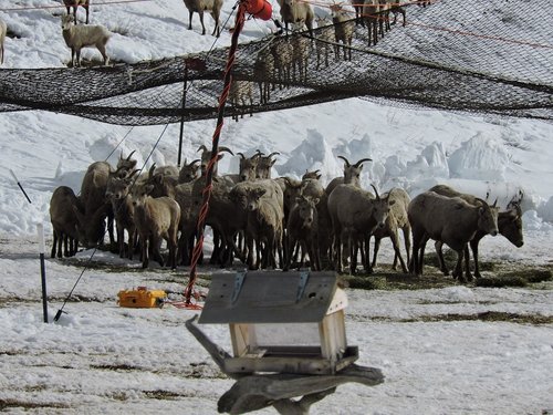 Sheep under net 2015 reduced.jpg Sheep under net 2015 reduced.jpg