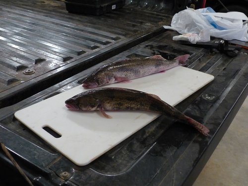 fish 030.JPG