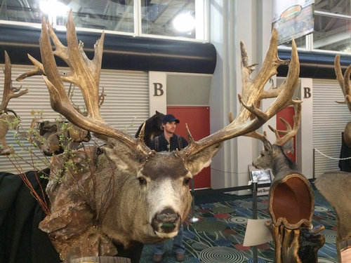 Nate-Strong-poached-Wyoming-mule-deer-buck.jpg Nate-Strong-poached-Wyoming-mule-deer-buck.jpg