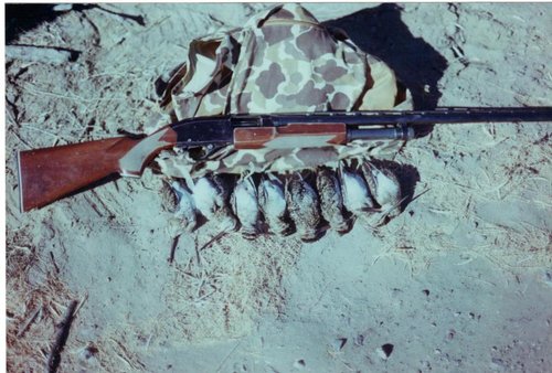 snipe 1995.jpg