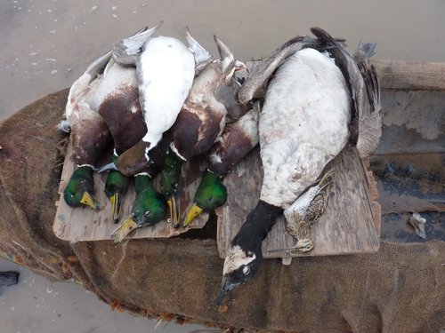 snipe goose ducks 2014.jpg