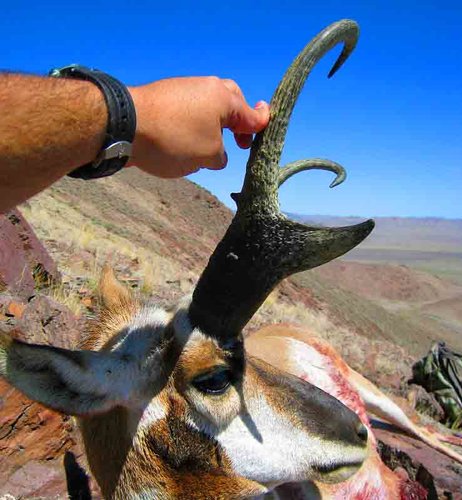 Antelope069.jpg