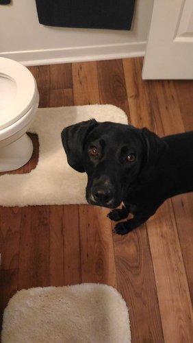Duke's face small.jpg