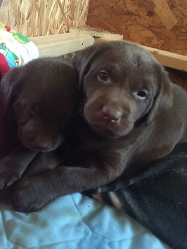 puppy1.jpg