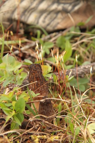 IMG_7045.JPG IMG_7045.JPG