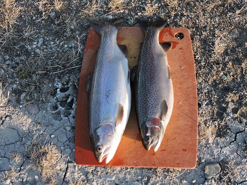 two bows on board april 2016 big mo reduced.jpg two bows on board april 2016 big mo reduced.jpg