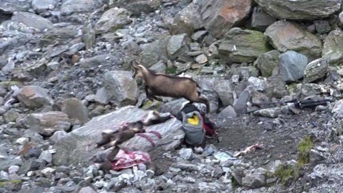 Reuben's Chamois.jpg