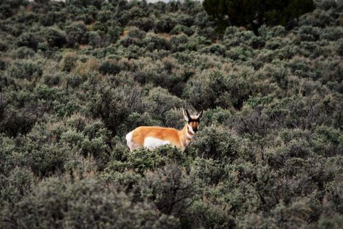 Canyonlands4RecreationPronghorn.jpg