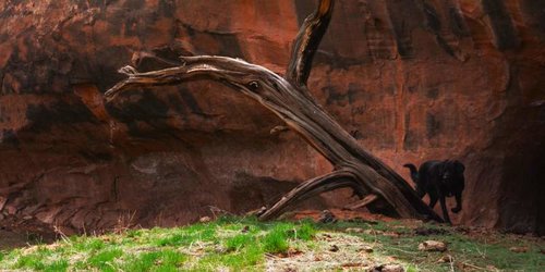 Canyonlands5RecreationLizardhunter.jpg Canyonlands5RecreationLizardhunter.jpg