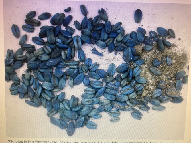 IMG_6850.jpeg IMG_6850.jpeg