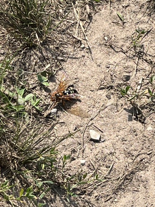 IMG_1294.jpeg