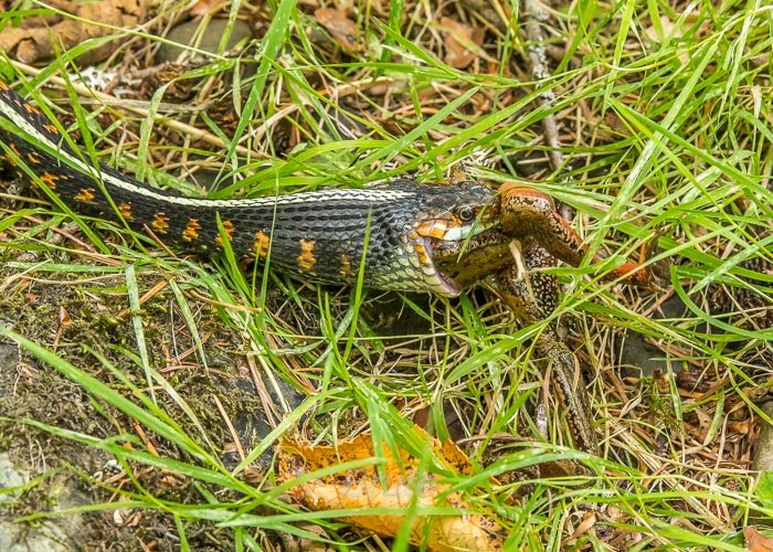 August 2025 a-5368.jpg