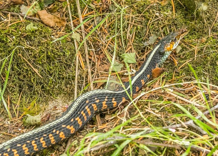 August 2025 a-5399.jpg