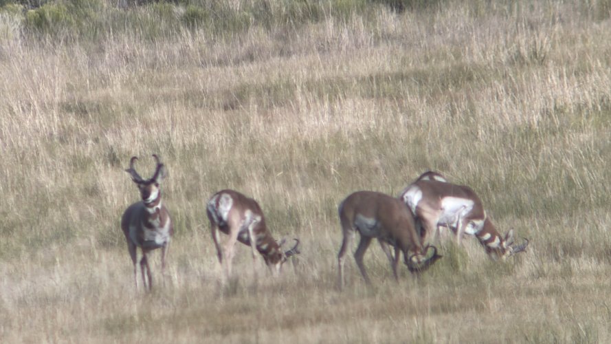 IMG_4450.jpeg IMG_4450.jpeg