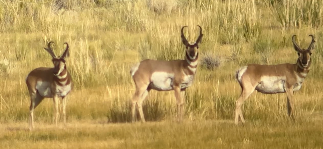 IMG_4484.png IMG_4484.png