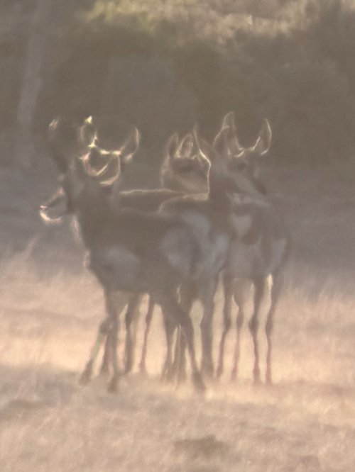 IMG_4545.jpeg IMG_4545.jpeg