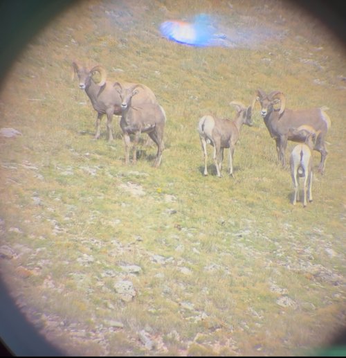 IMG_0975.jpeg IMG_0975.jpeg