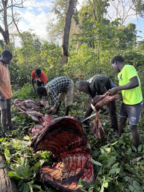 IMG_7250.jpeg