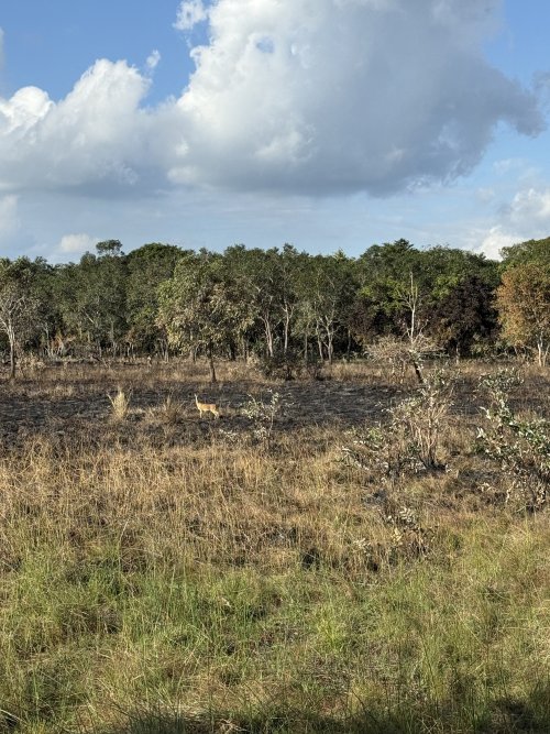 IMG_7487.jpeg IMG_7487.jpeg