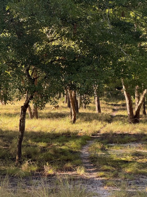 IMG_7946.jpeg IMG_7946.jpeg