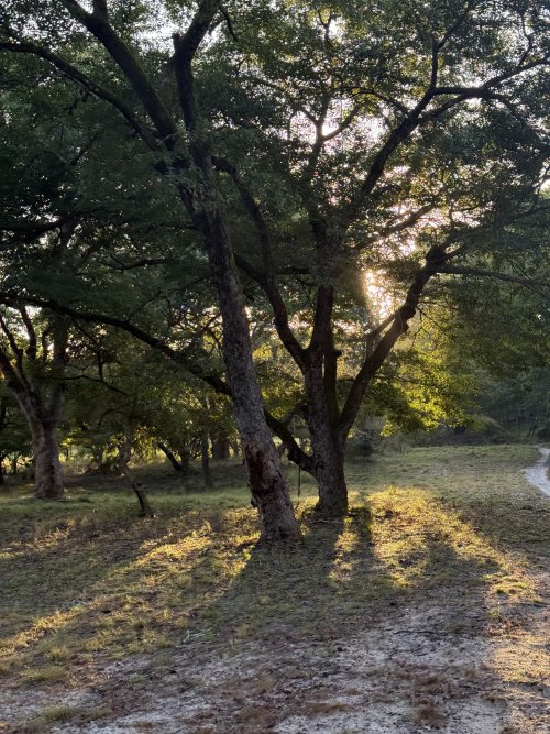 IMG_7903.jpeg IMG_7903.jpeg