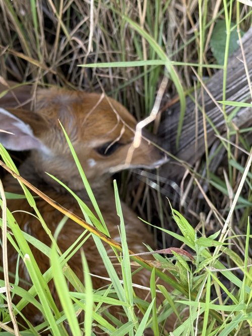 IMG_7698.jpeg IMG_7698.jpeg