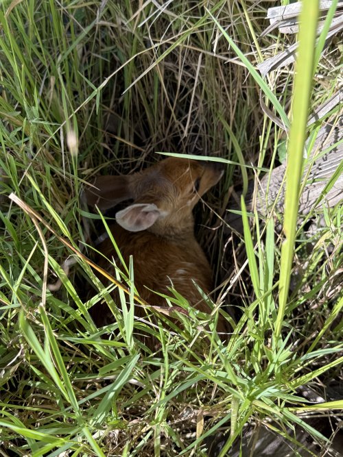 IMG_7700.jpeg IMG_7700.jpeg