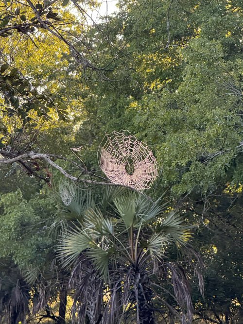 IMG_7933.jpeg IMG_7933.jpeg