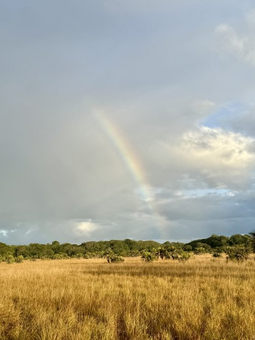 IMG_7803.jpeg IMG_7803.jpeg