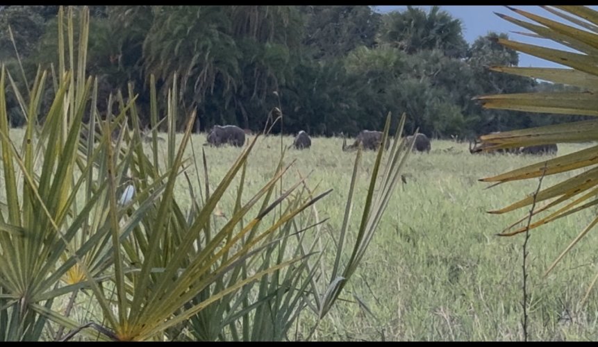 IMG_8659.jpeg IMG_8659.jpeg