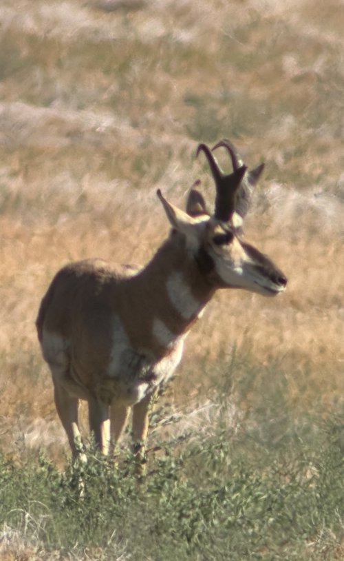 IMG_4797.jpeg