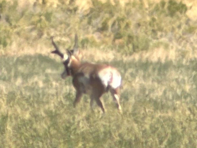 IMG_4720.jpeg IMG_4720.jpeg