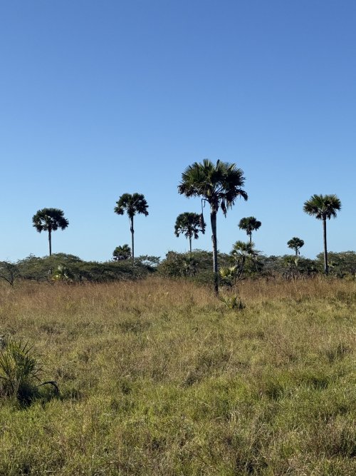 IMG_7986.jpeg IMG_7986.jpeg