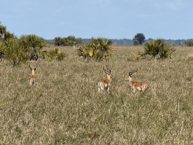 IMG_8078.jpeg IMG_8078.jpeg