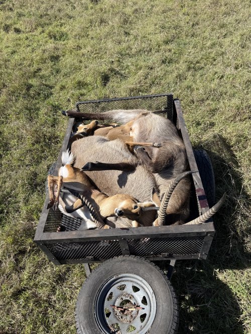 IMG_8116.jpeg IMG_8116.jpeg