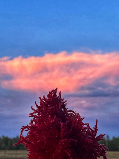 IMG_6248.jpeg IMG_6248.jpeg