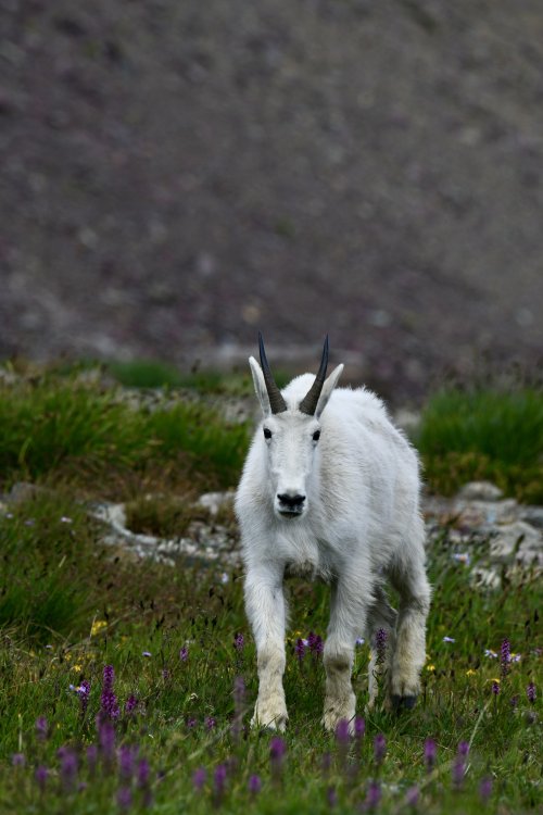 DSC_6927.jpeg DSC_6927.jpeg