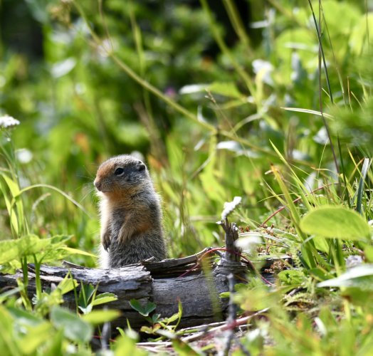 DSC_6842.jpeg DSC_6842.jpeg