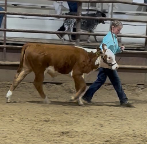 IMG_4601.jpeg IMG_4601.jpeg