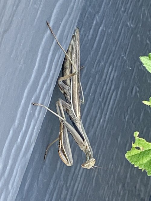 IMG_0669.jpeg IMG_0669.jpeg