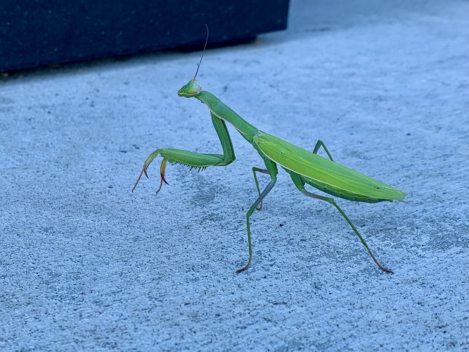 IMG_0668.jpeg IMG_0668.jpeg