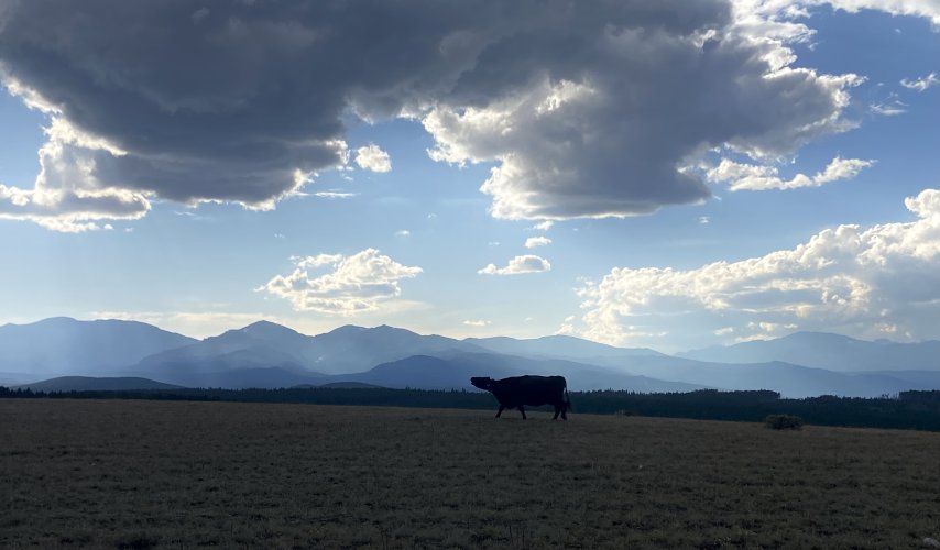 IMG_3920.jpeg IMG_3920.jpeg